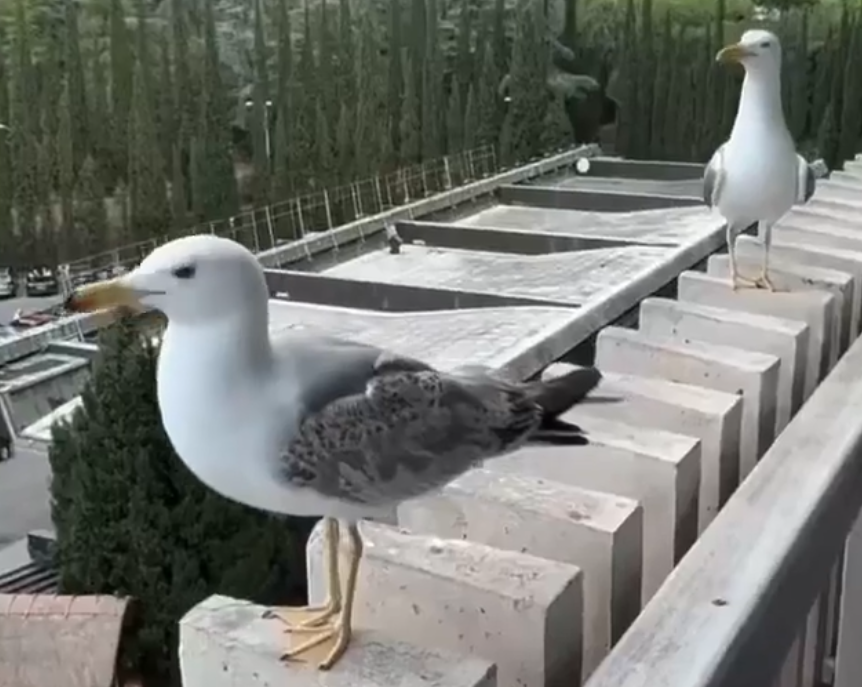 Two seagulls on a balcony railing.